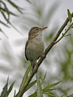 Blyth's Reed Warbler