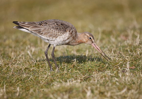 Black-tailed Godwit