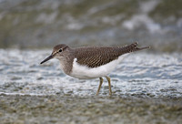 Common Sandpiper