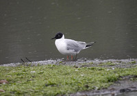 Bonaparte's Gull