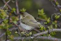 Chiffchaff