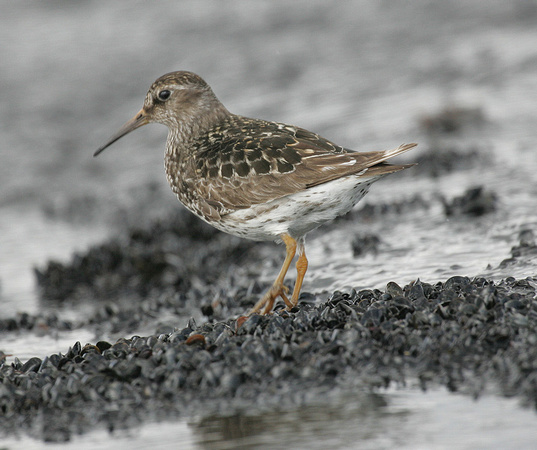 Purple Sandpiper