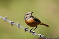 Common Redstart