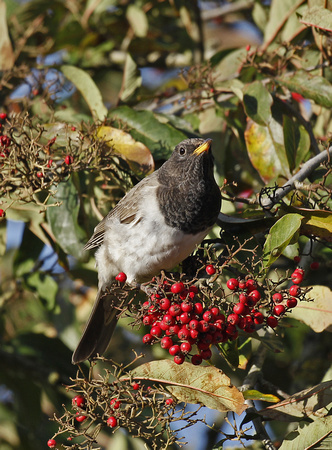 Black-throated Thrush