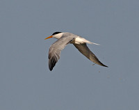 Elegant Tern