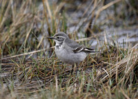 Citrine Wagtail