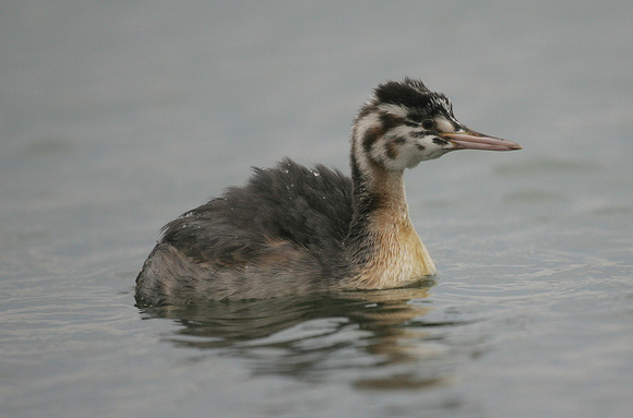 Great Crested Grebe