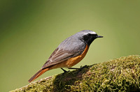 Common Redstart