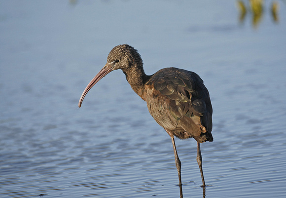 Glossy Ibis