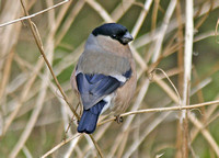 Bullfinch