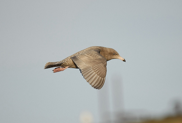 Glaucous Gull