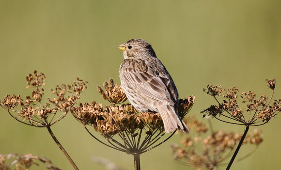 Corn Bunting