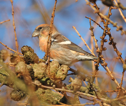 Two-barred Crossbill