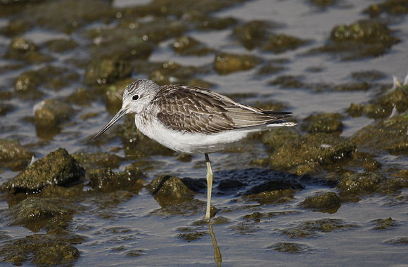 Greenshank