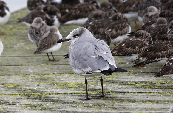 Laughing Gull