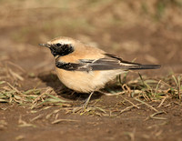 Desert Wheatear