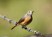 Common Redstart