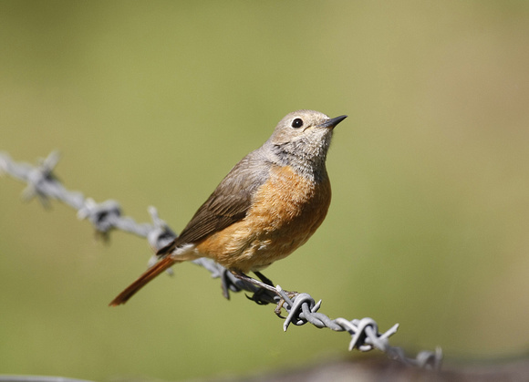 Common Redstart