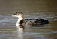 Great Northern Diver