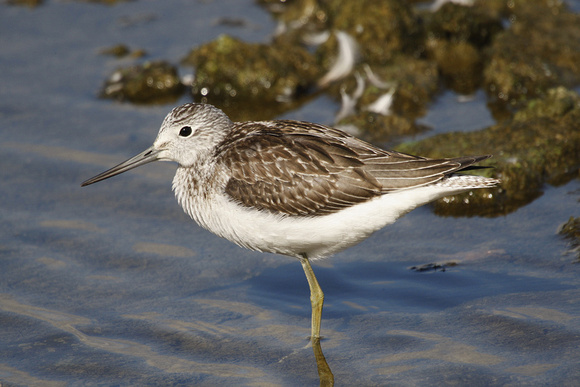 Greenshank