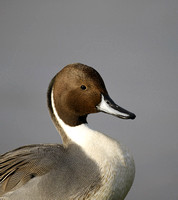 Pintail