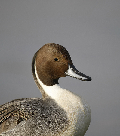 Pintail