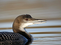 Great Northern Diver 2014