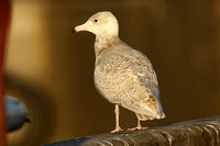 Glaucous Gull