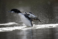 Great Northern Diver