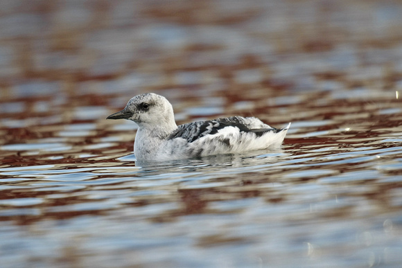 Black Guillemot
