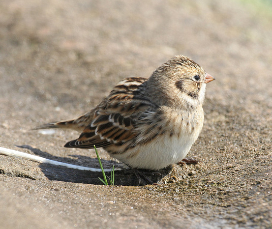 Lapland Bunting