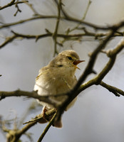 Iberian Chiffchaff