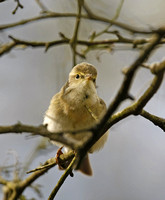 Iberian Chiffchaff