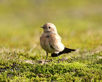 Desert Wheatear