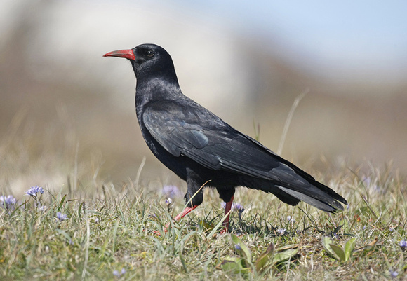Chough