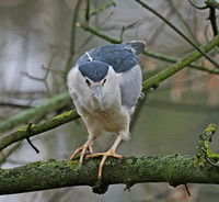 Night Heron