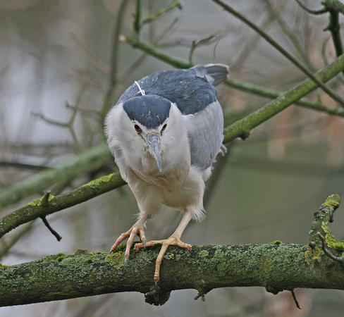 Night Heron