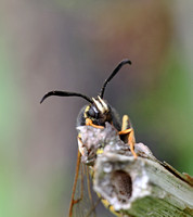 Lunar Hornet Moth