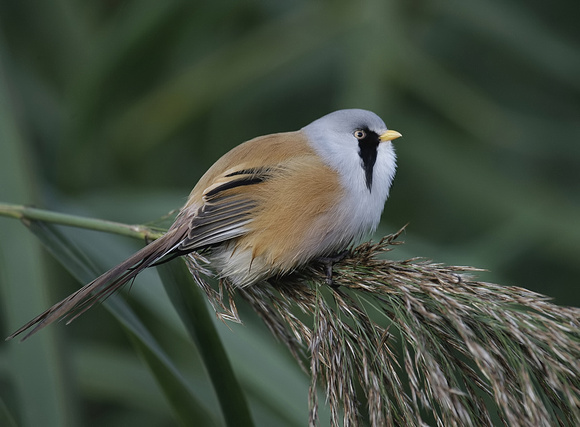 Bearded Tit