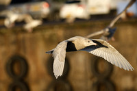 Glaucous Gull