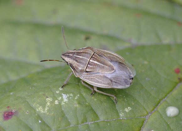 Bishop's Mitre Shieldbug