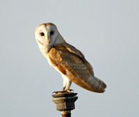 Barn,Little & Tawny Owl