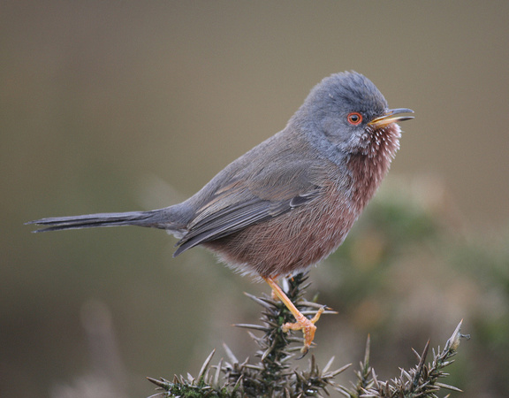 Dartford Warbler
