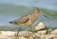 Bar-tailed Godwit & Black-tailed Godwit