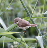 Blyth's Reed Warbler