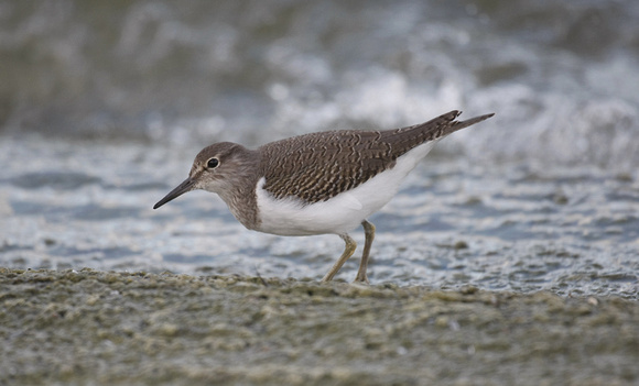 Common Sandpiper
