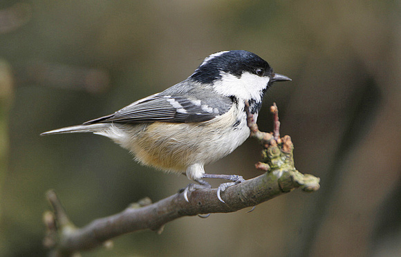 Coal Tit