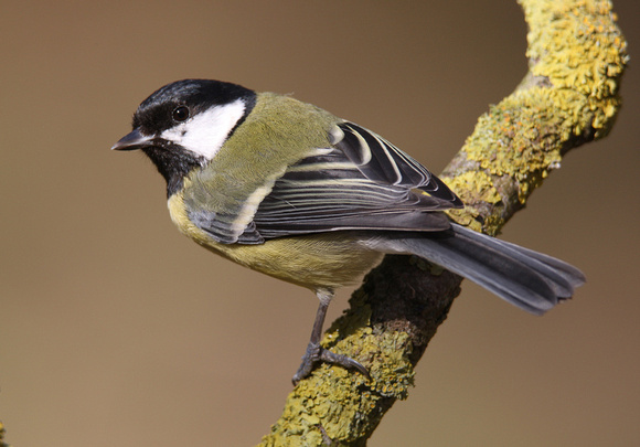 Great Tit