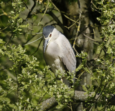 Night Heron