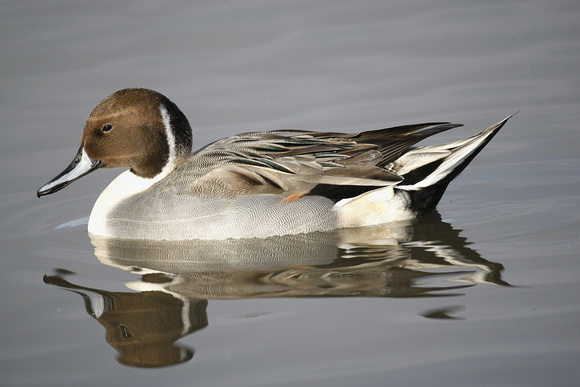 Pintail